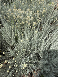 Curry plant (kerrieplant)