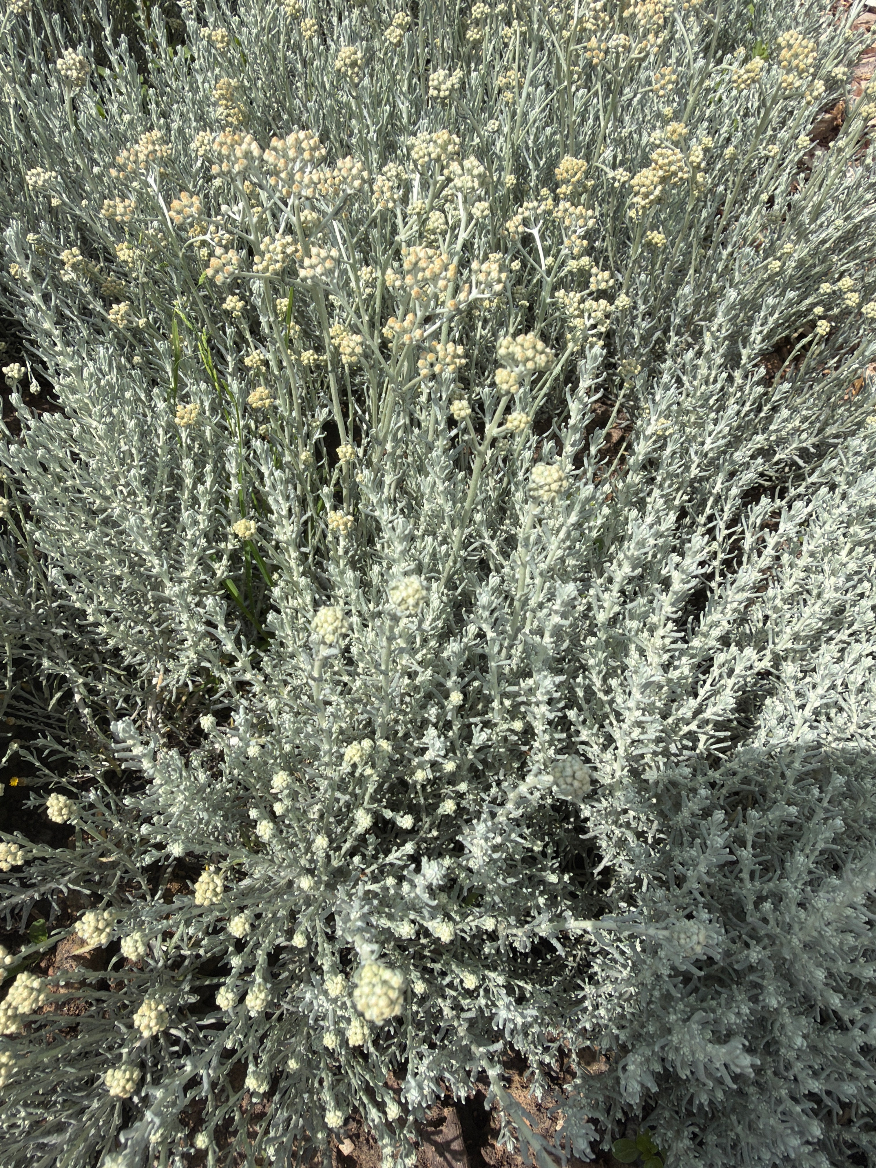 Curry plant (kerrieplant)