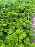 Curly parsley (Peterselie krul)