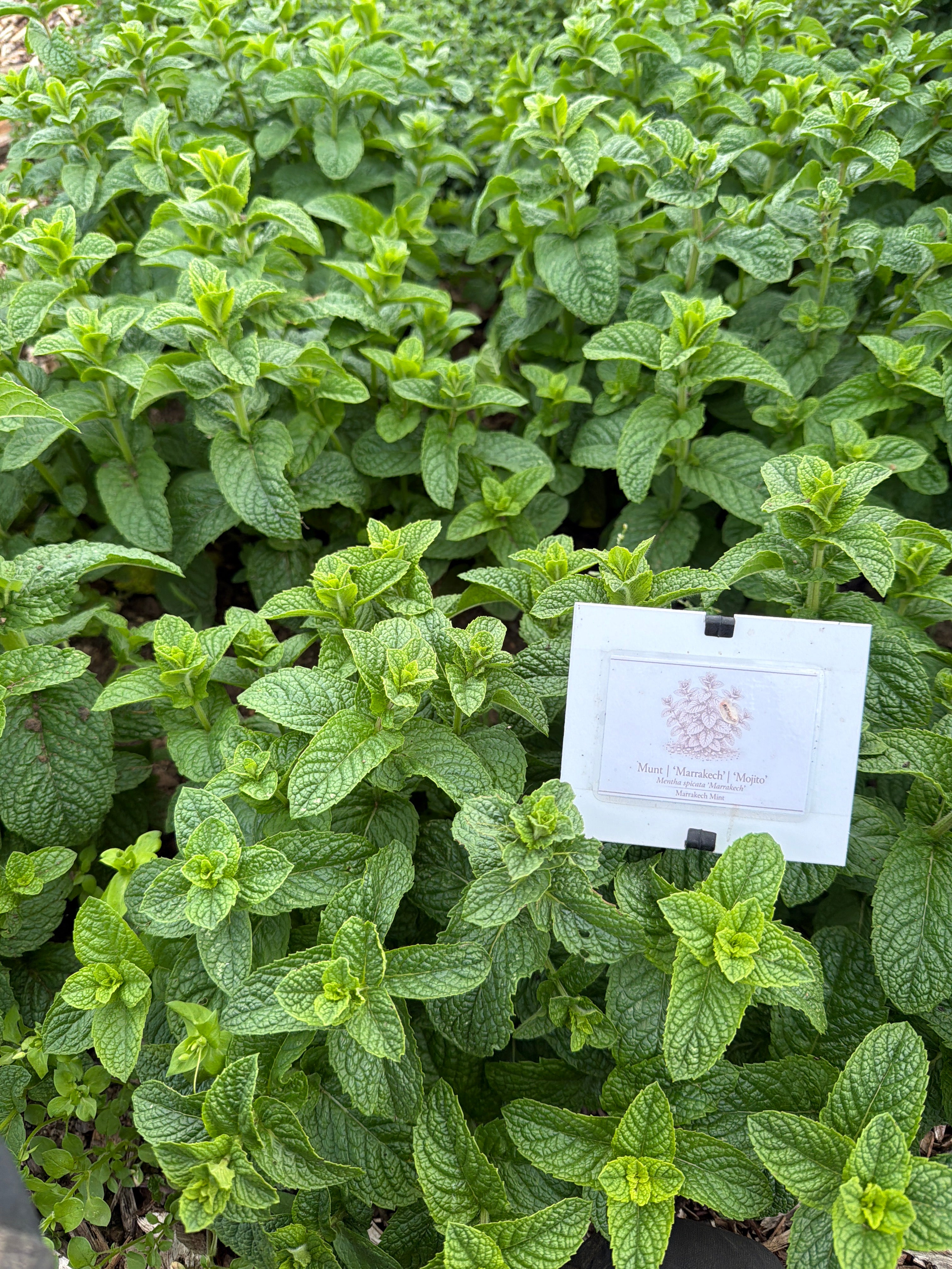 Mint “Marrakech” Mojito