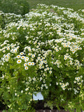 Feverfew  (Moederkruid)