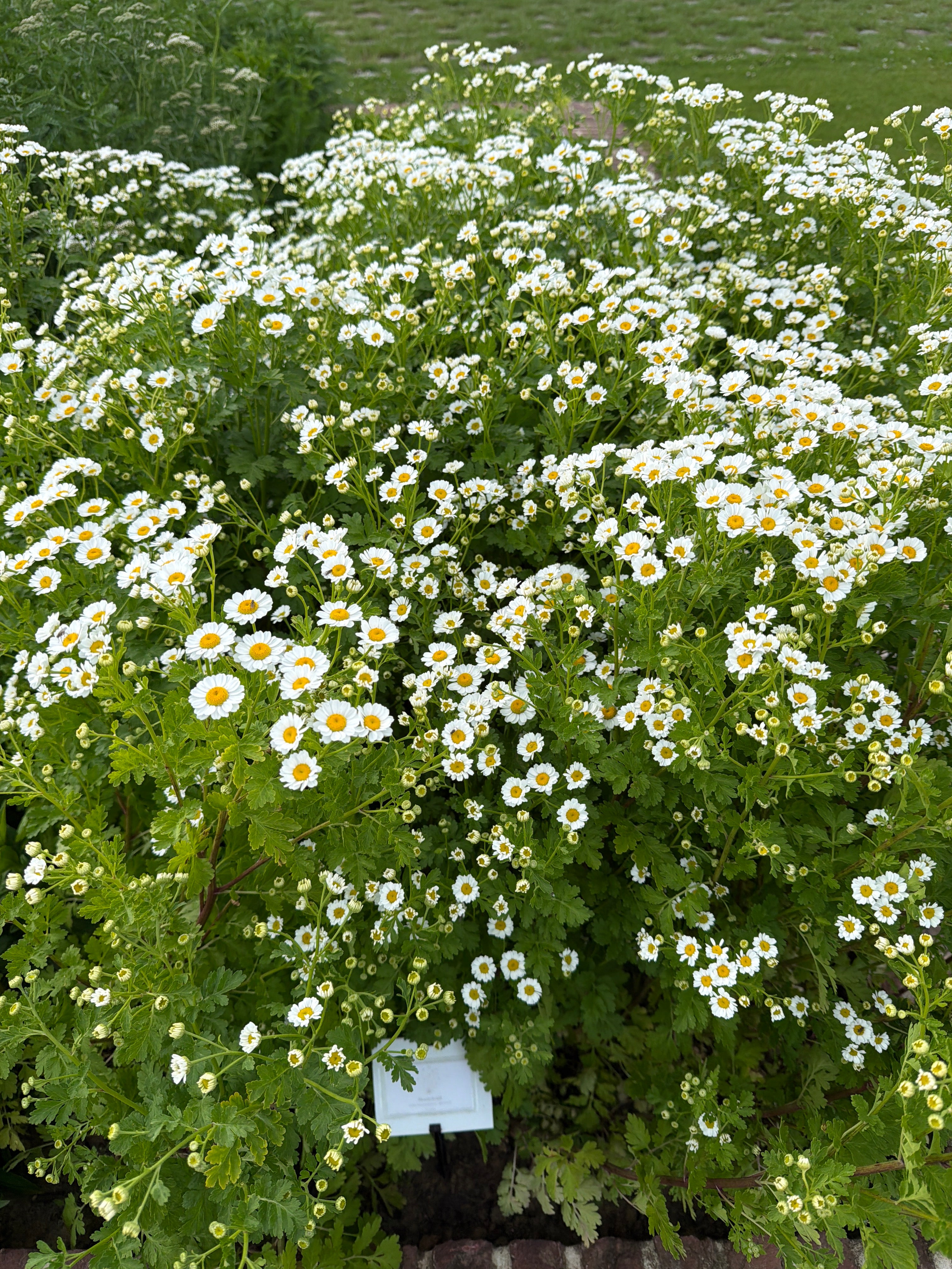 Feverfew  (Moederkruid)