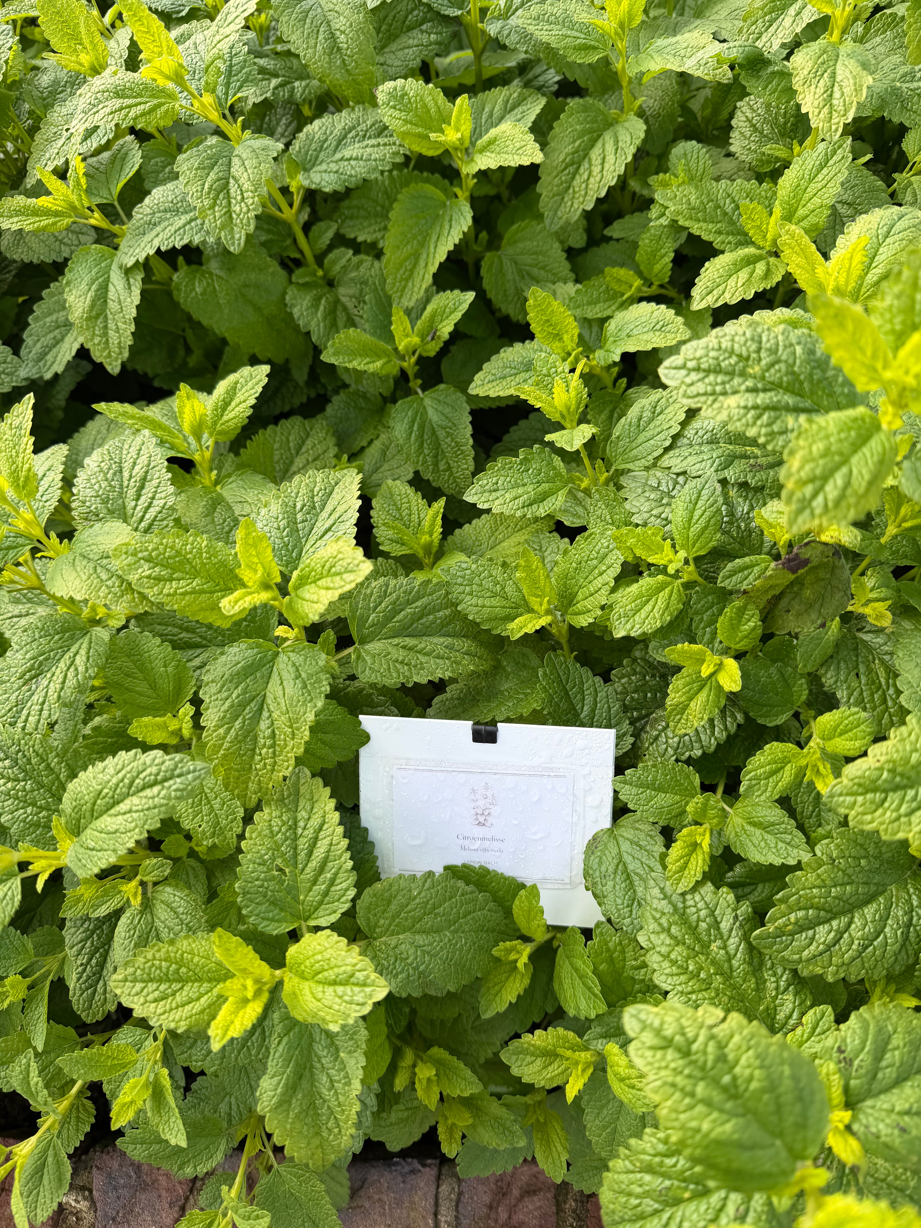 lemon balm (Citroenmelisse)
