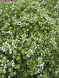 Wild Thyme Snow Drift (kruiptijm snow Drift)