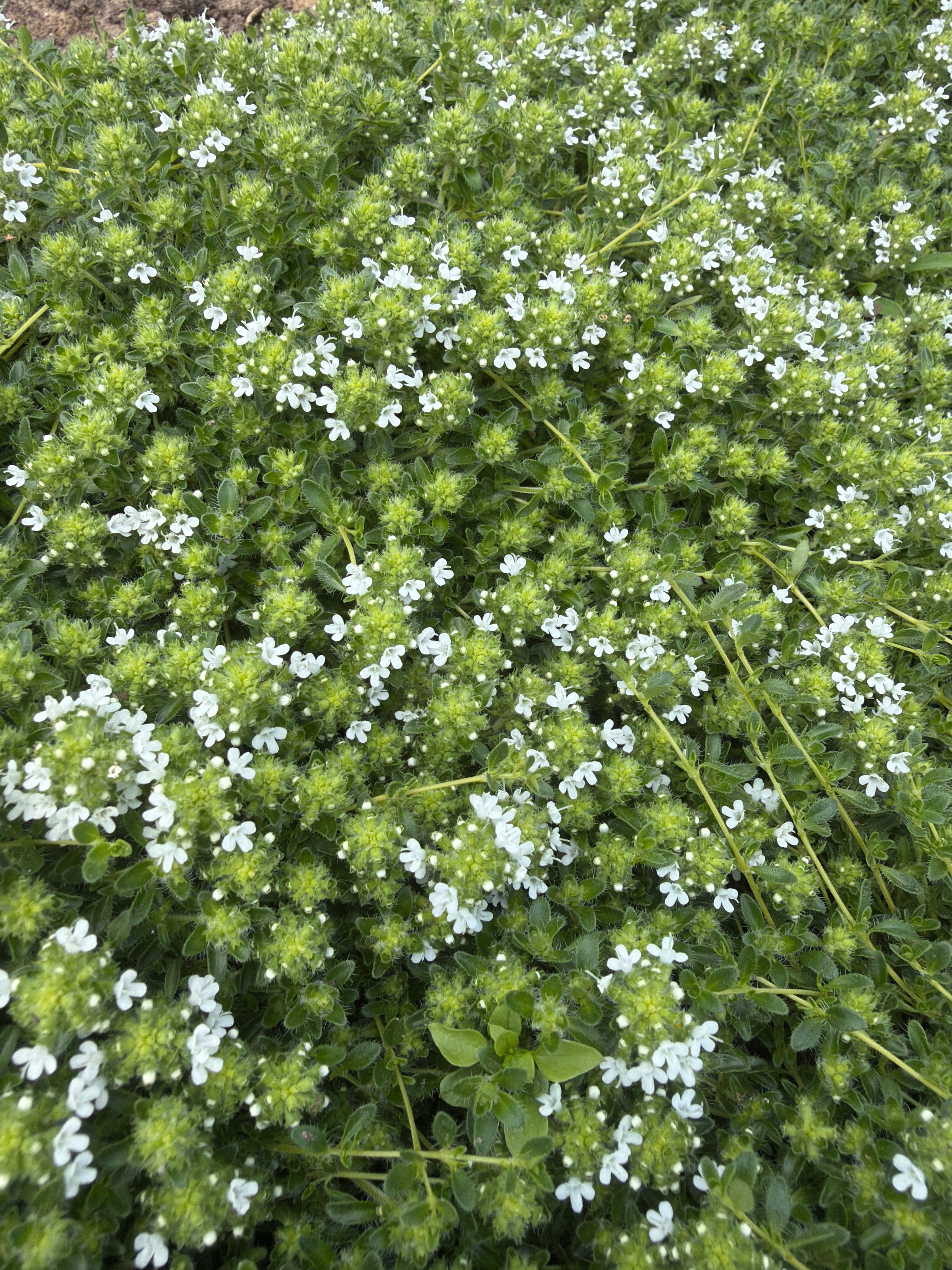 Wild Thyme Snow Drift (kruiptijm snow Drift)