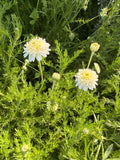 Roman Chamomile (Roomse kamille dubbelle bloem