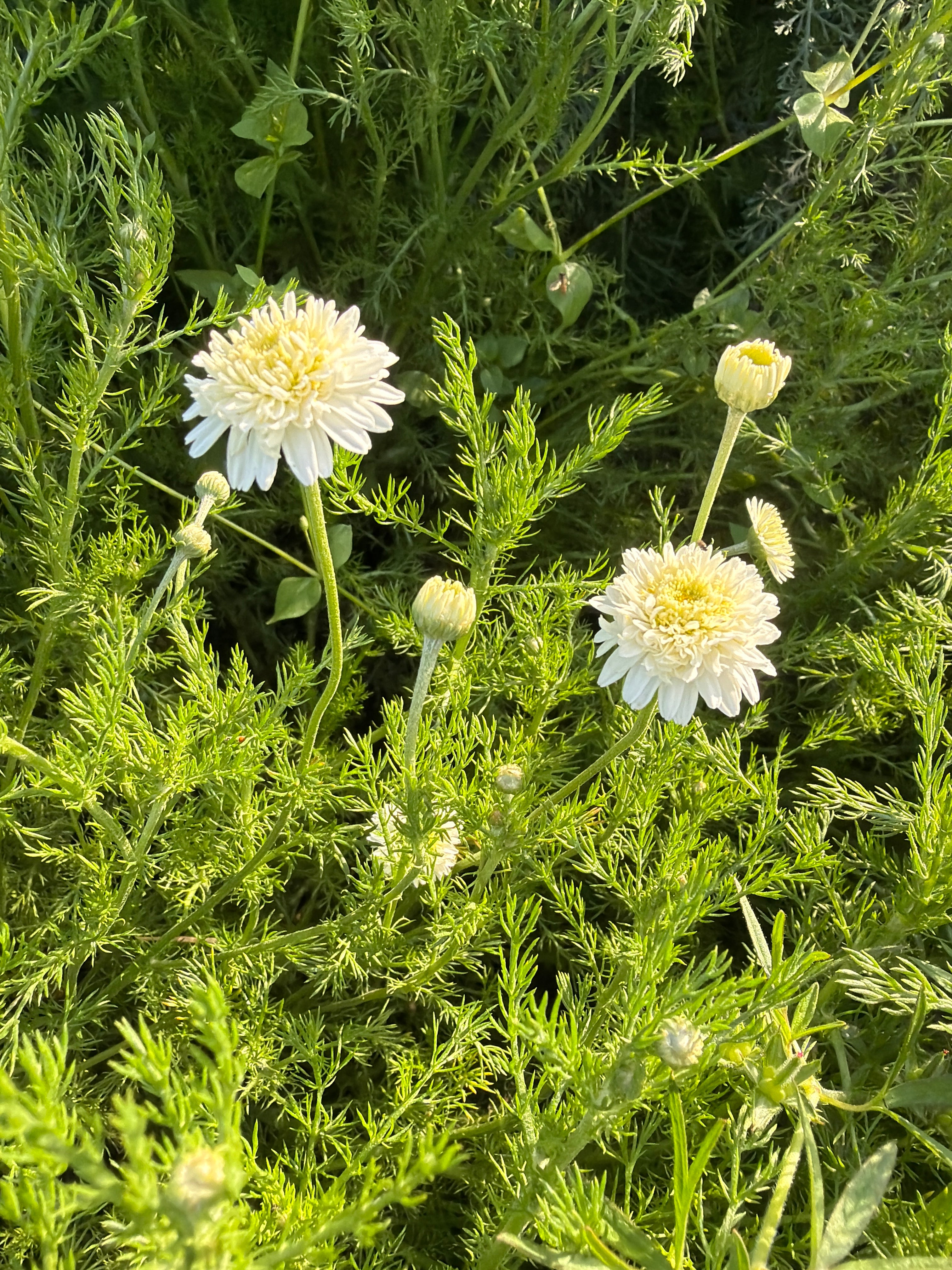 Roman Chamomile (Roomse kamille dubbelle bloem