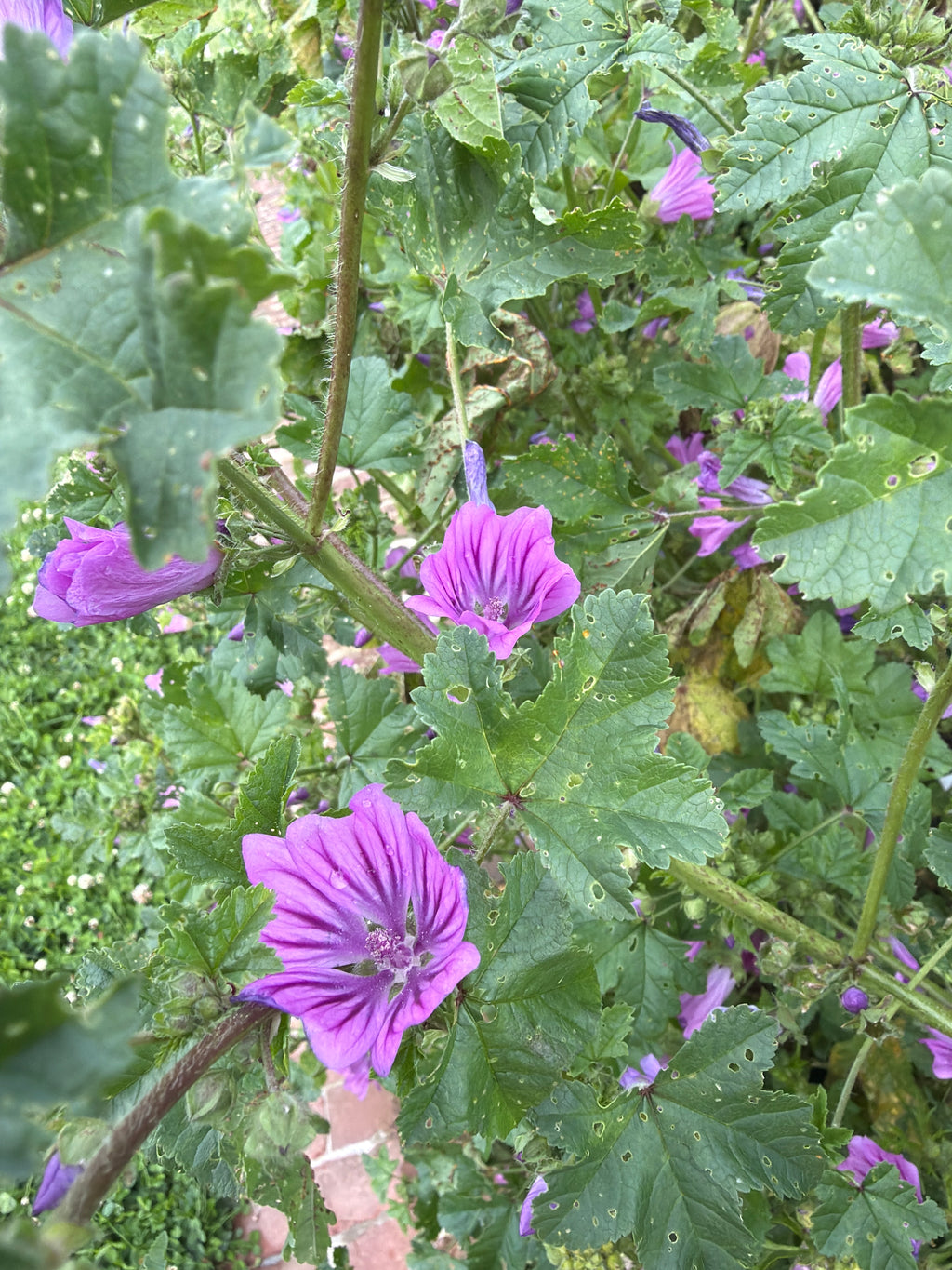 Mallow flowers 
(Kaasjeskruid bloem)
