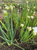 Coarse Chives (Grove Bieslook)