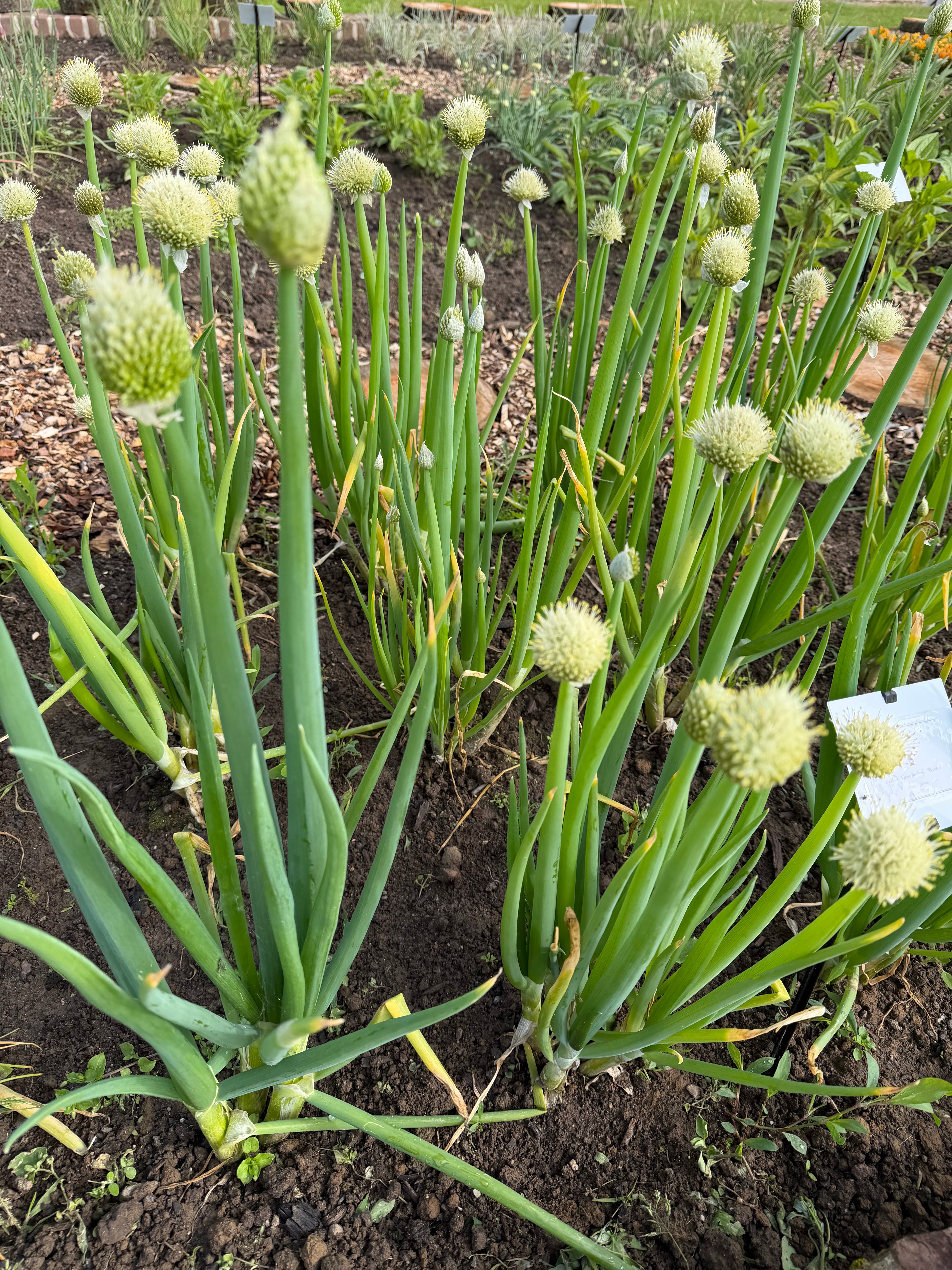 Coarse Chives (Grove Bieslook)