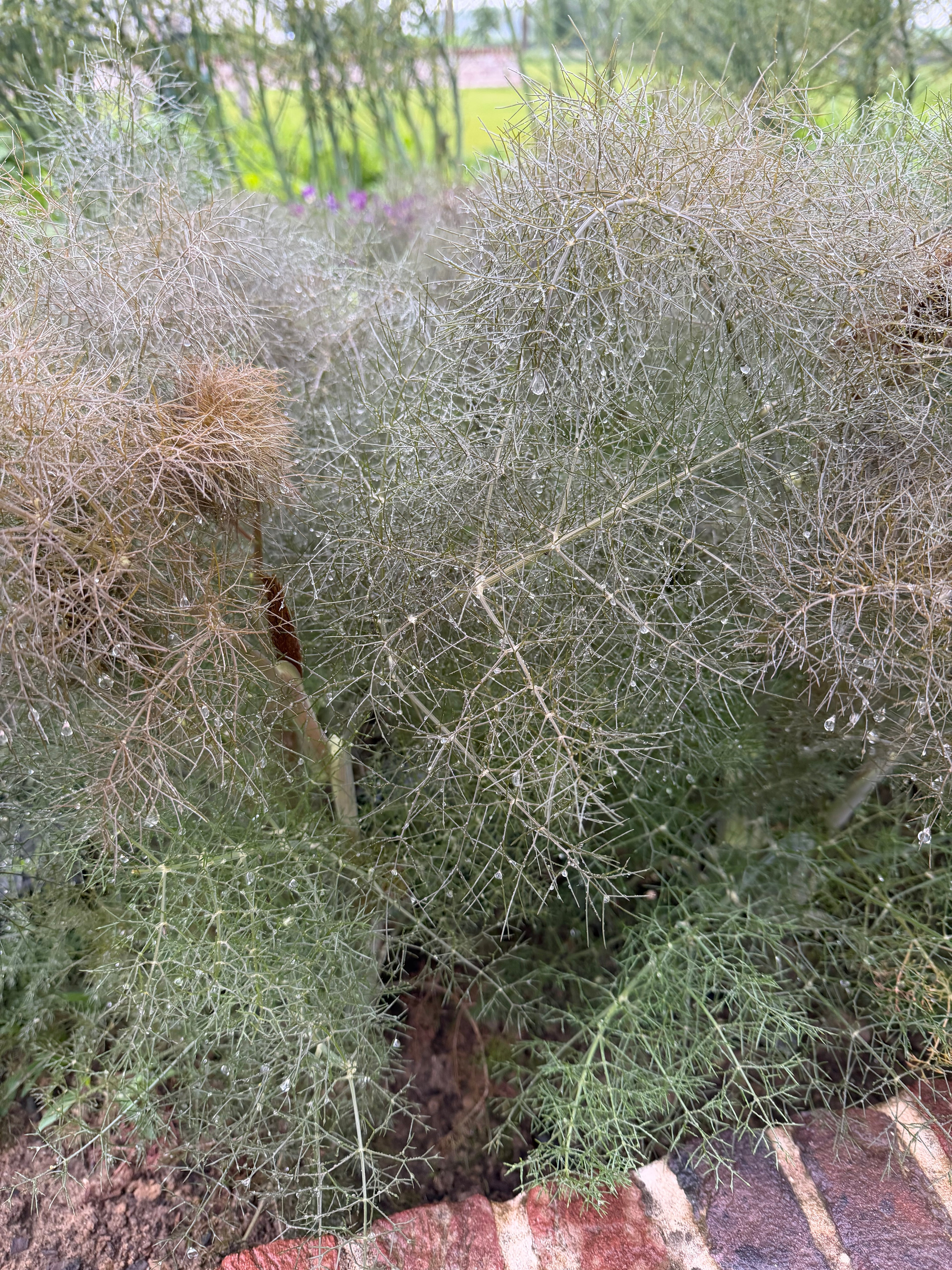 Bronze fennel (Bronzen venkel)