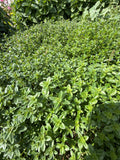 Wild Thyme (Kleine tijm wilde tijm)