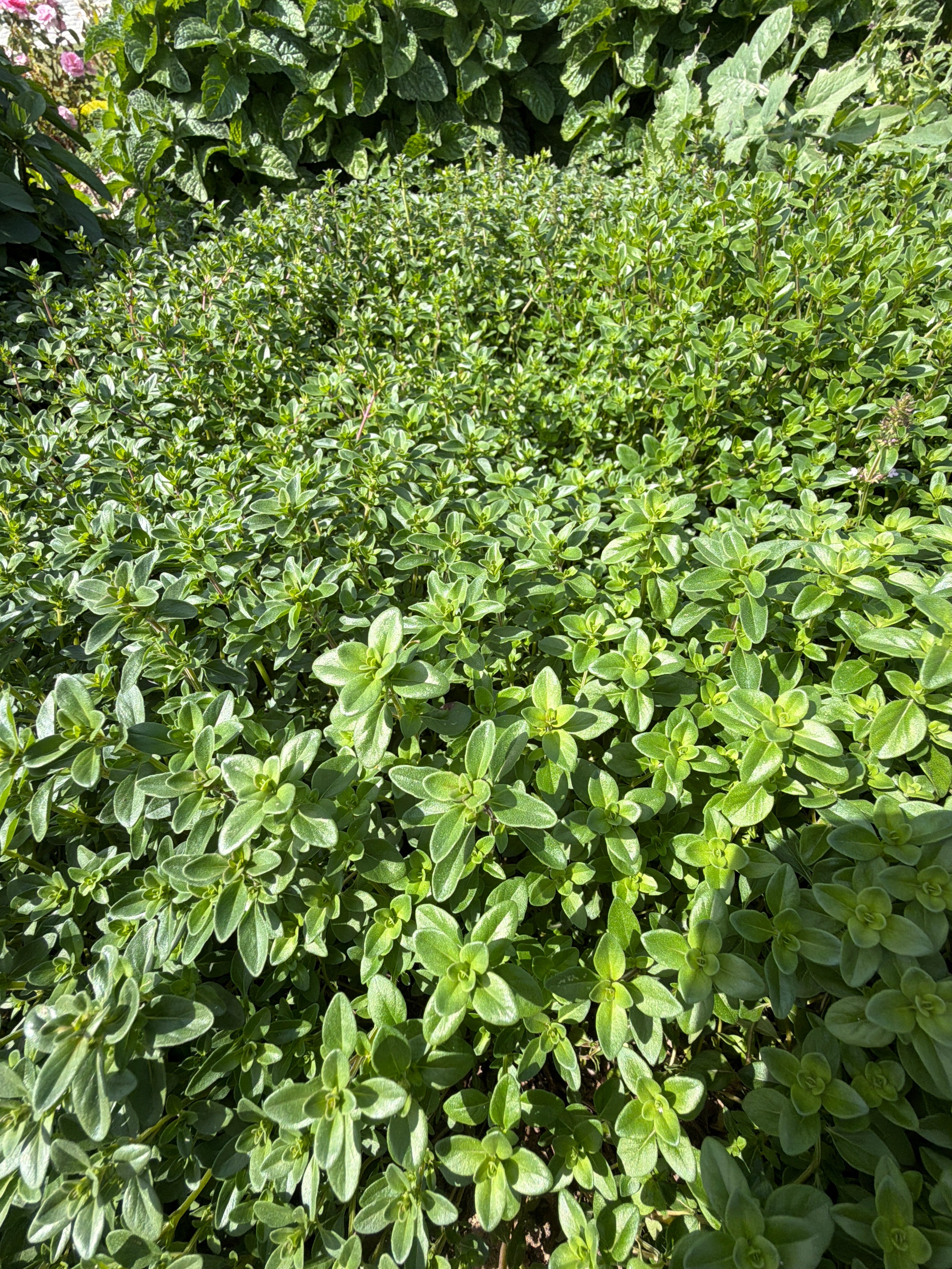 Wild Thyme (Kleine tijm wilde tijm)
