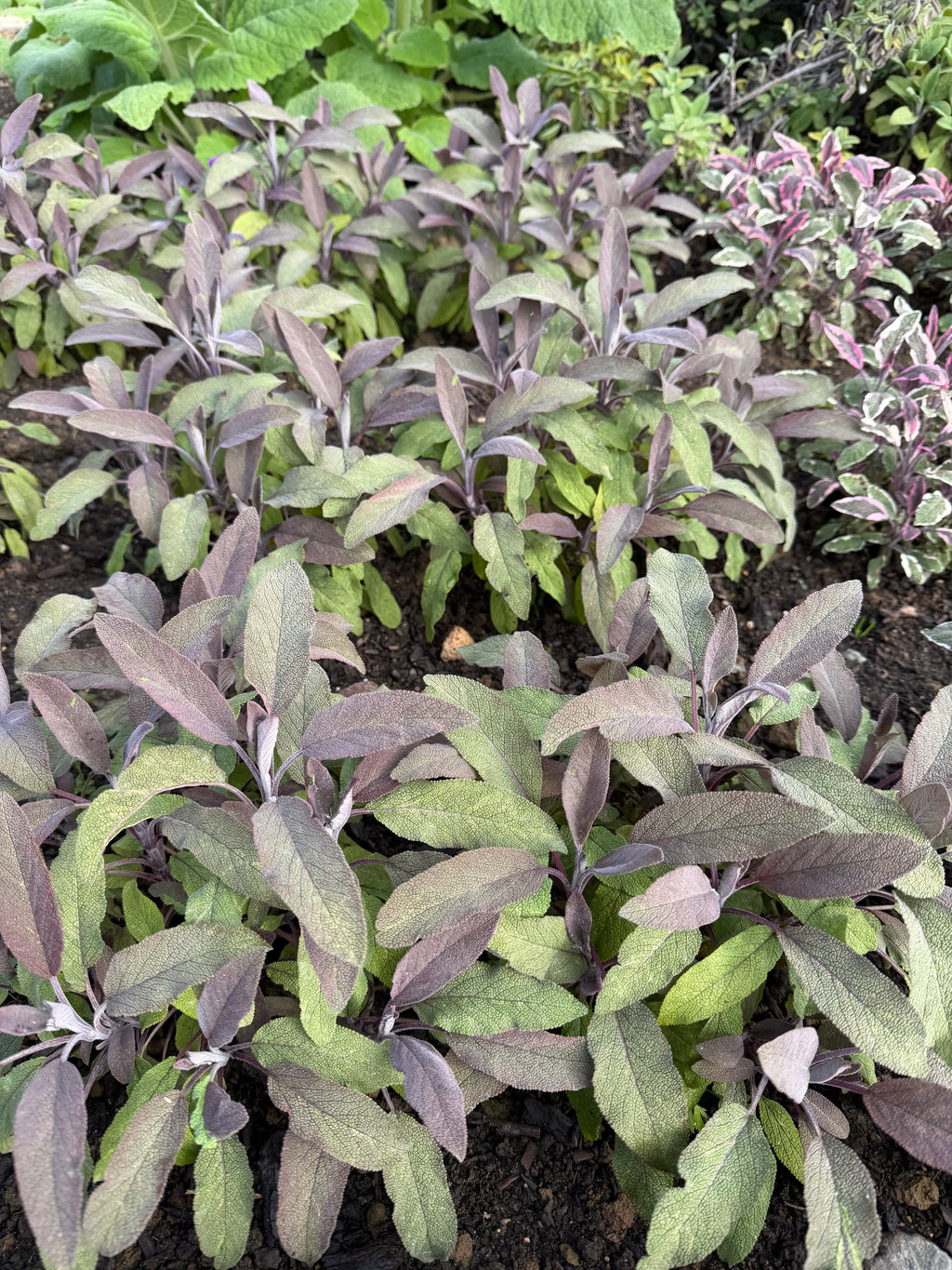 Sage (Salie)