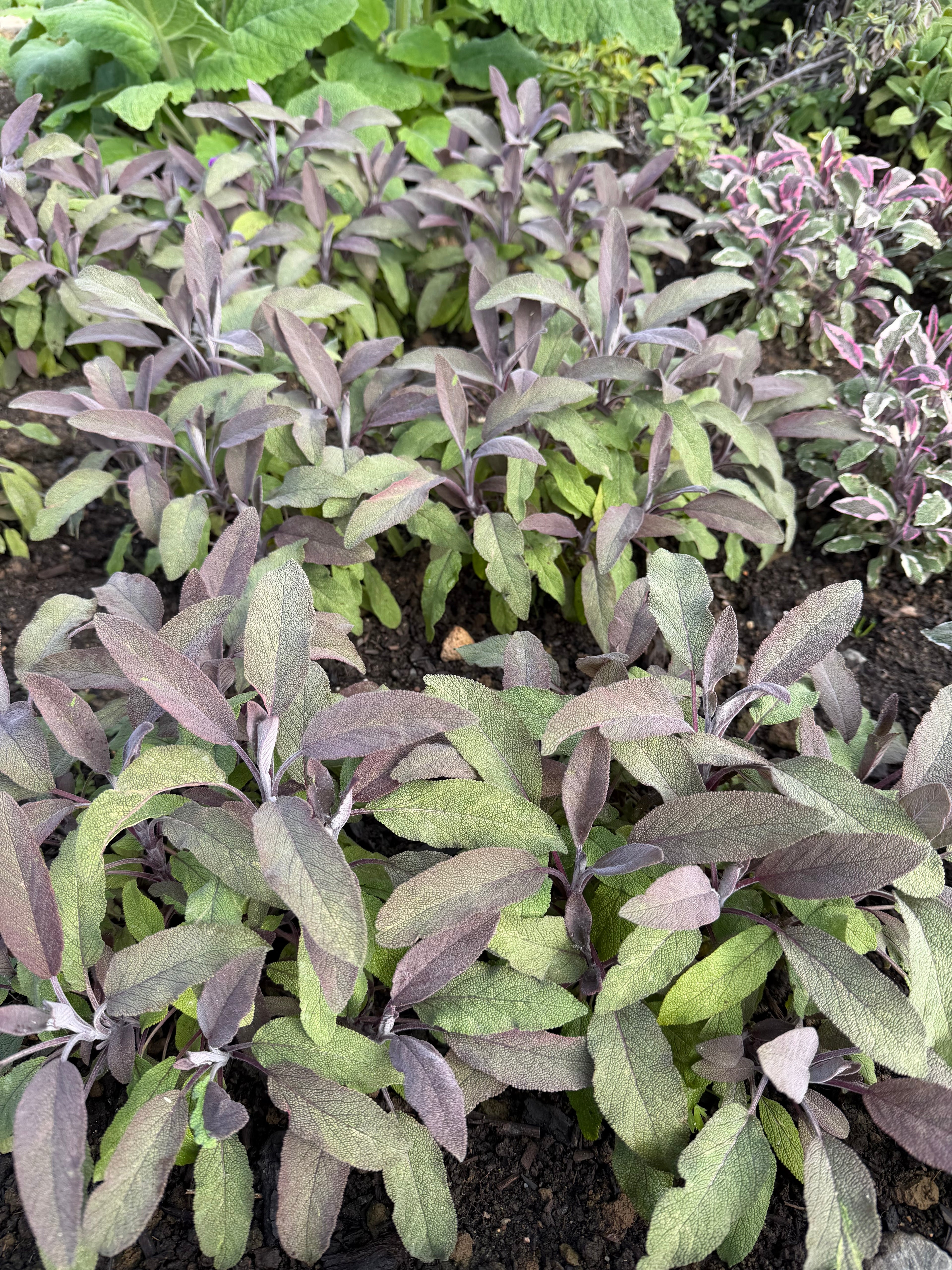 Sage (Salie)