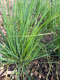 Chives (Bieslook)