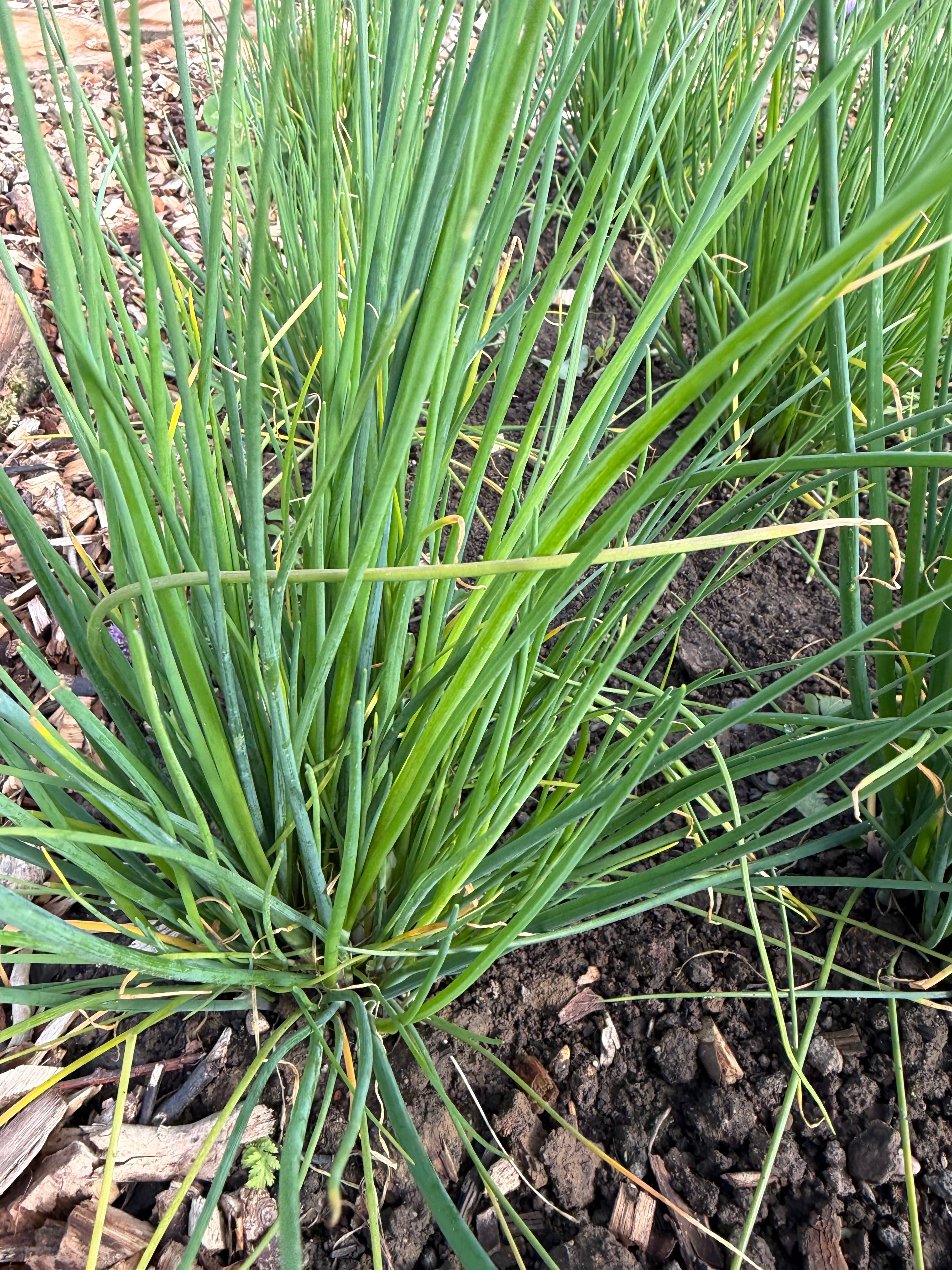 Chives (Bieslook)