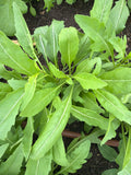 Rucola Olive leaf (olijfblad rucola)