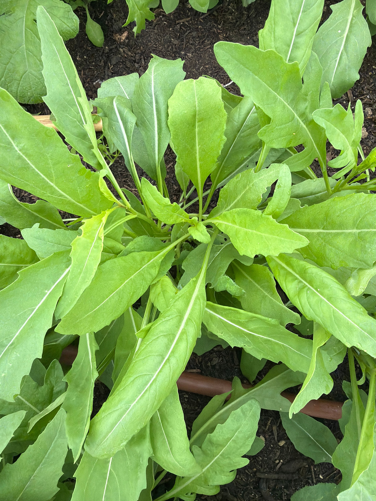 Rucola Olive leaf (olijfblad rucola)