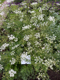 Caraway flowers 
(karwij-bloem&blad)