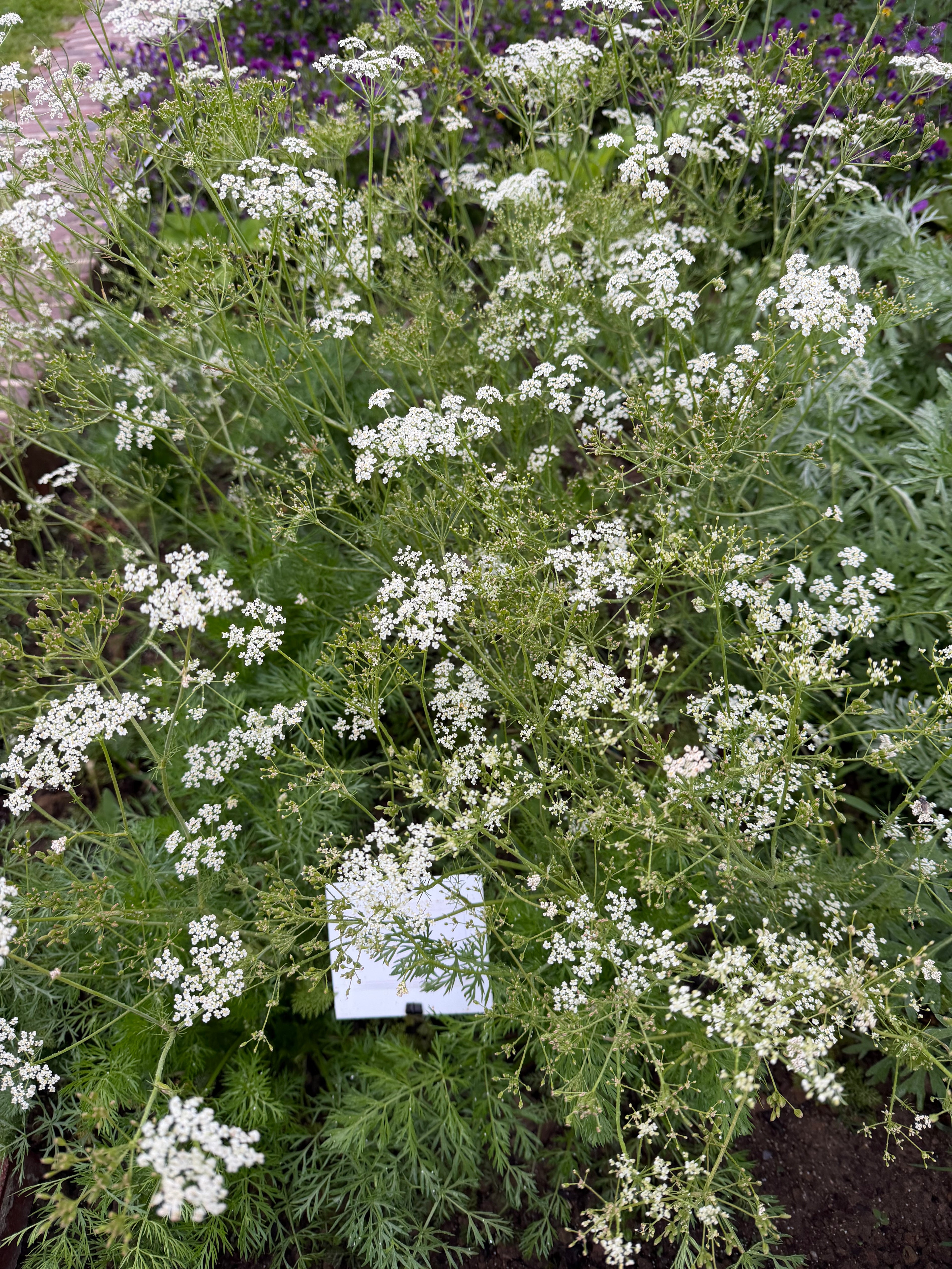 Caraway flowers 
(karwij-bloem&blad)