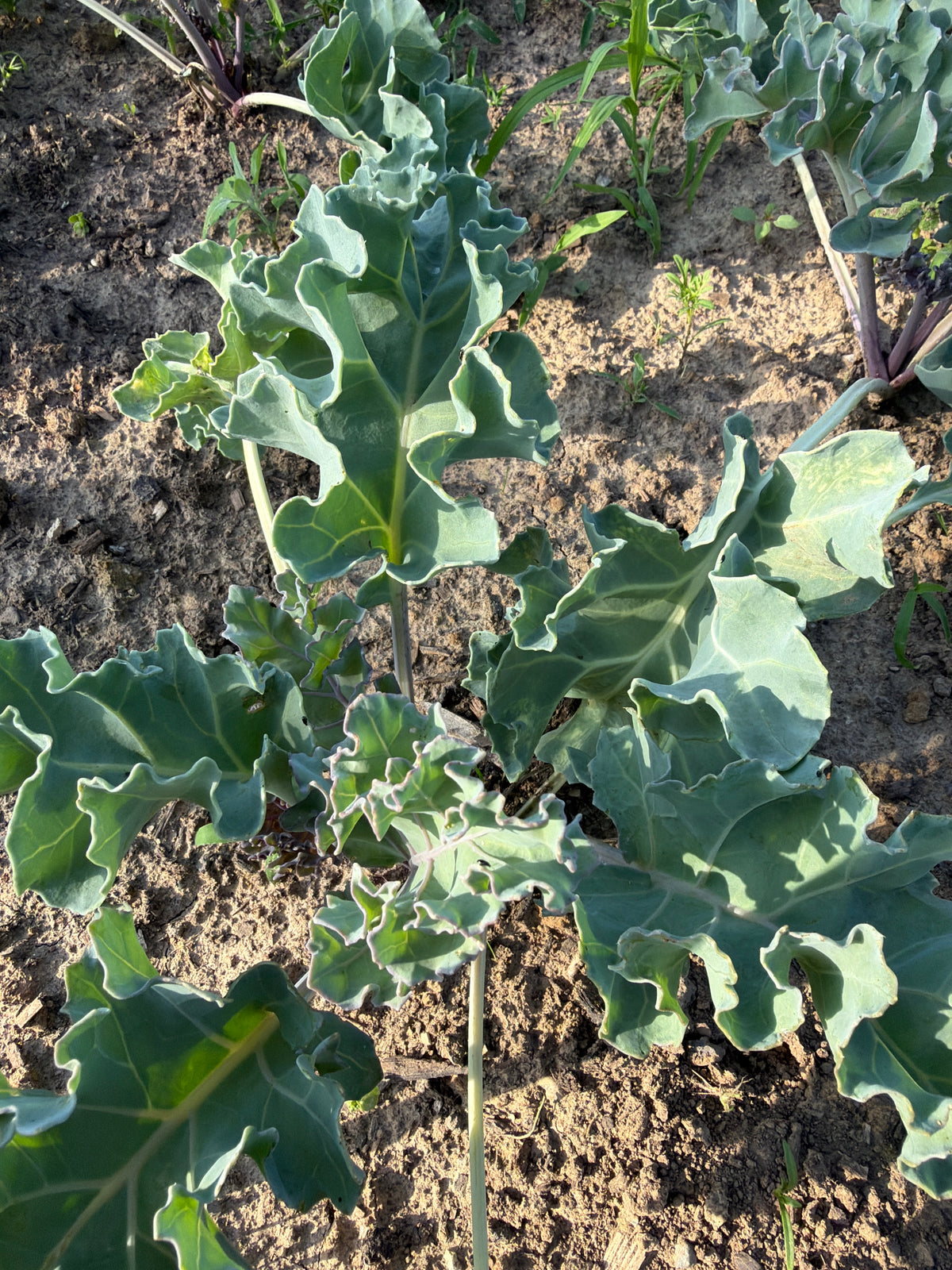 Sea Kale (Zeekool) bussel