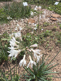 White-flowered society garlic (Kaapse look bloemen)