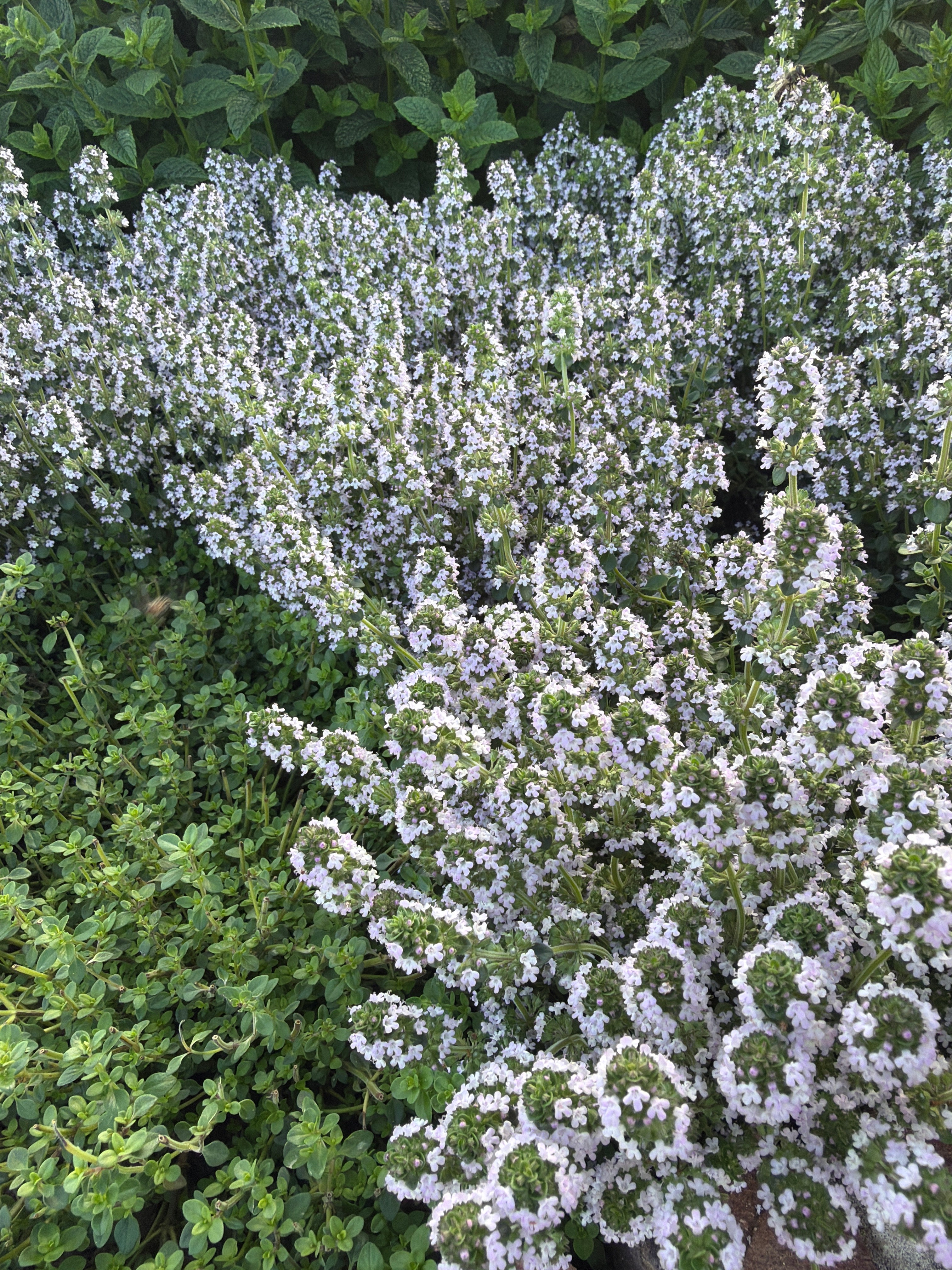 Green Lemon Thyme (Citroen-tijm groen)