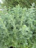 Wormwood (Artemisia absinthium) (Alsem)