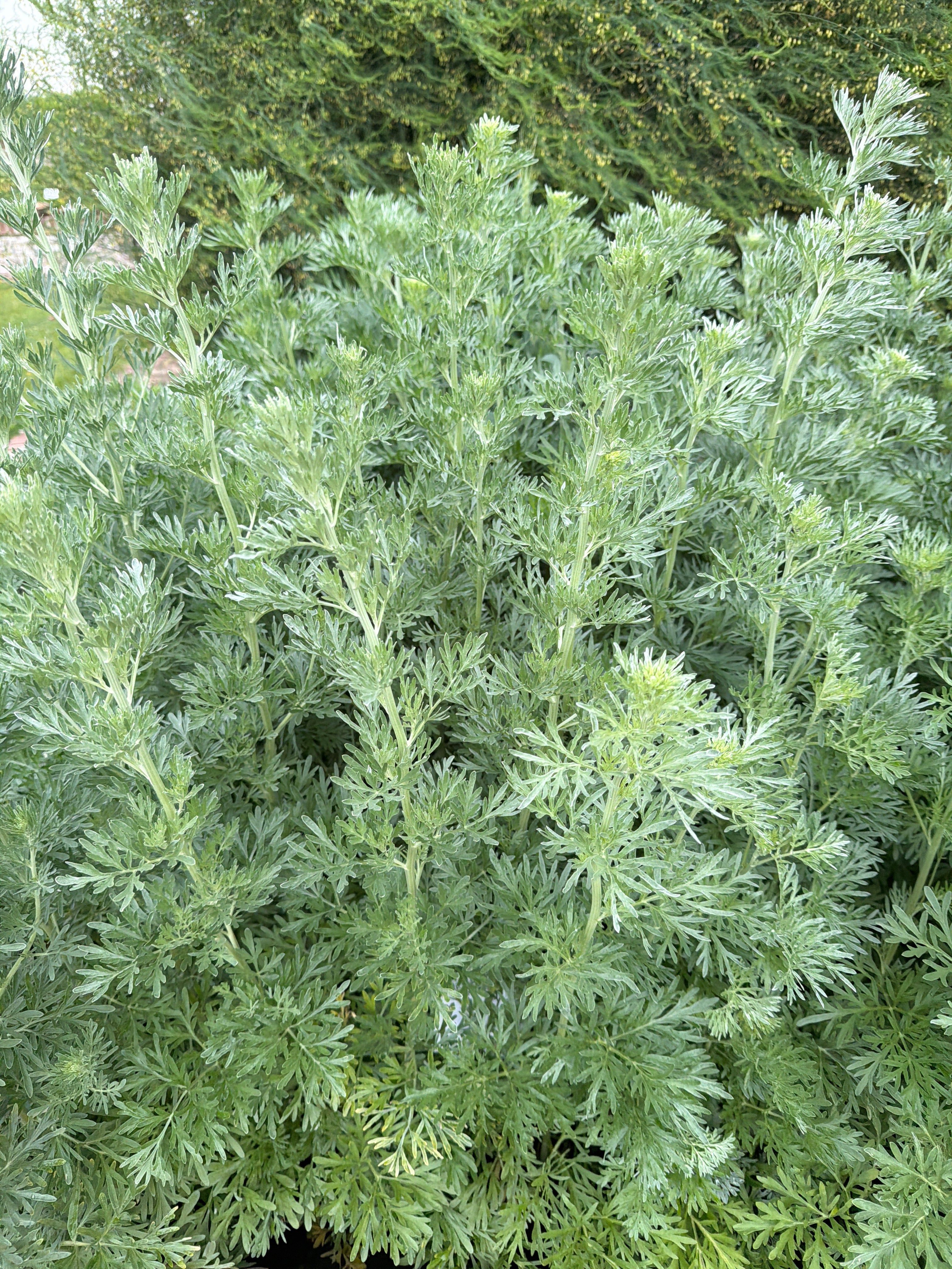 Wormwood (Artemisia absinthium) (Alsem)