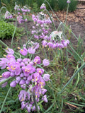 Nodding Onion flowers Purple (“Indianenlook” bloemen paars)