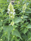Agastache ‘Snow Spike’ flowers (Dropplant wit “snow spike”)