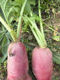 Red Lungo (daikon)Rammenas
