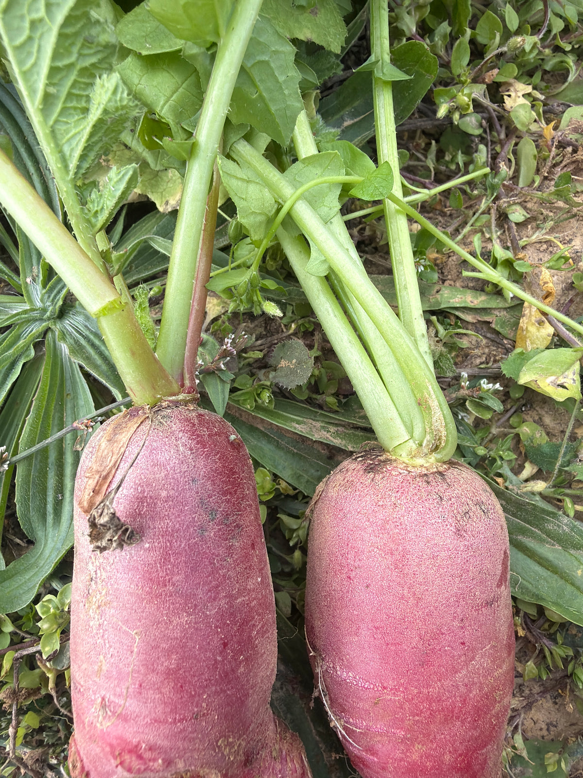 Red Lungo (daikon)Rammenas