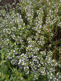 Thyme (Tijm)