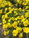 Yellow edible viola (eetbaar viooltje geel)