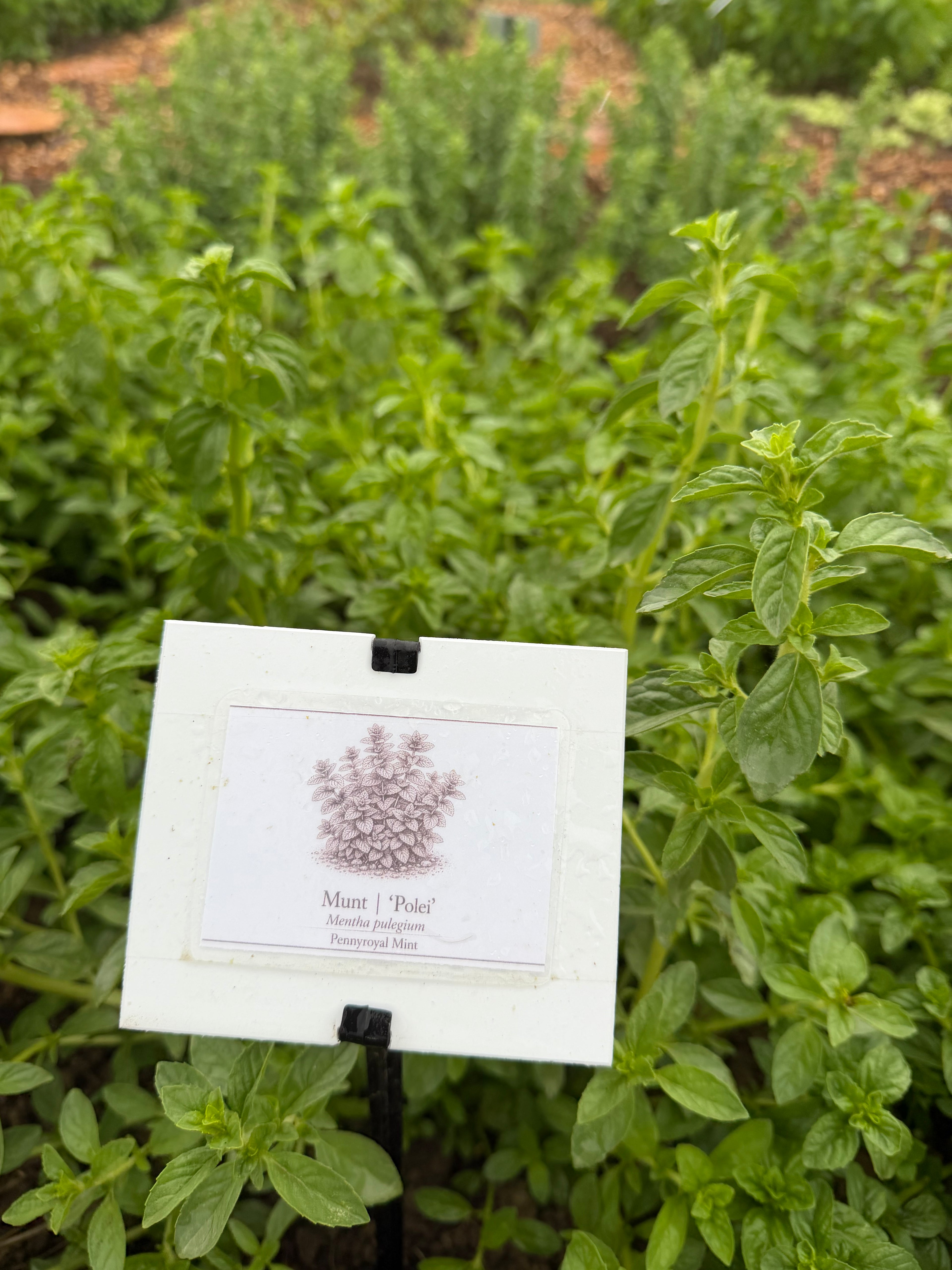 Polei Mint (Polei munt)