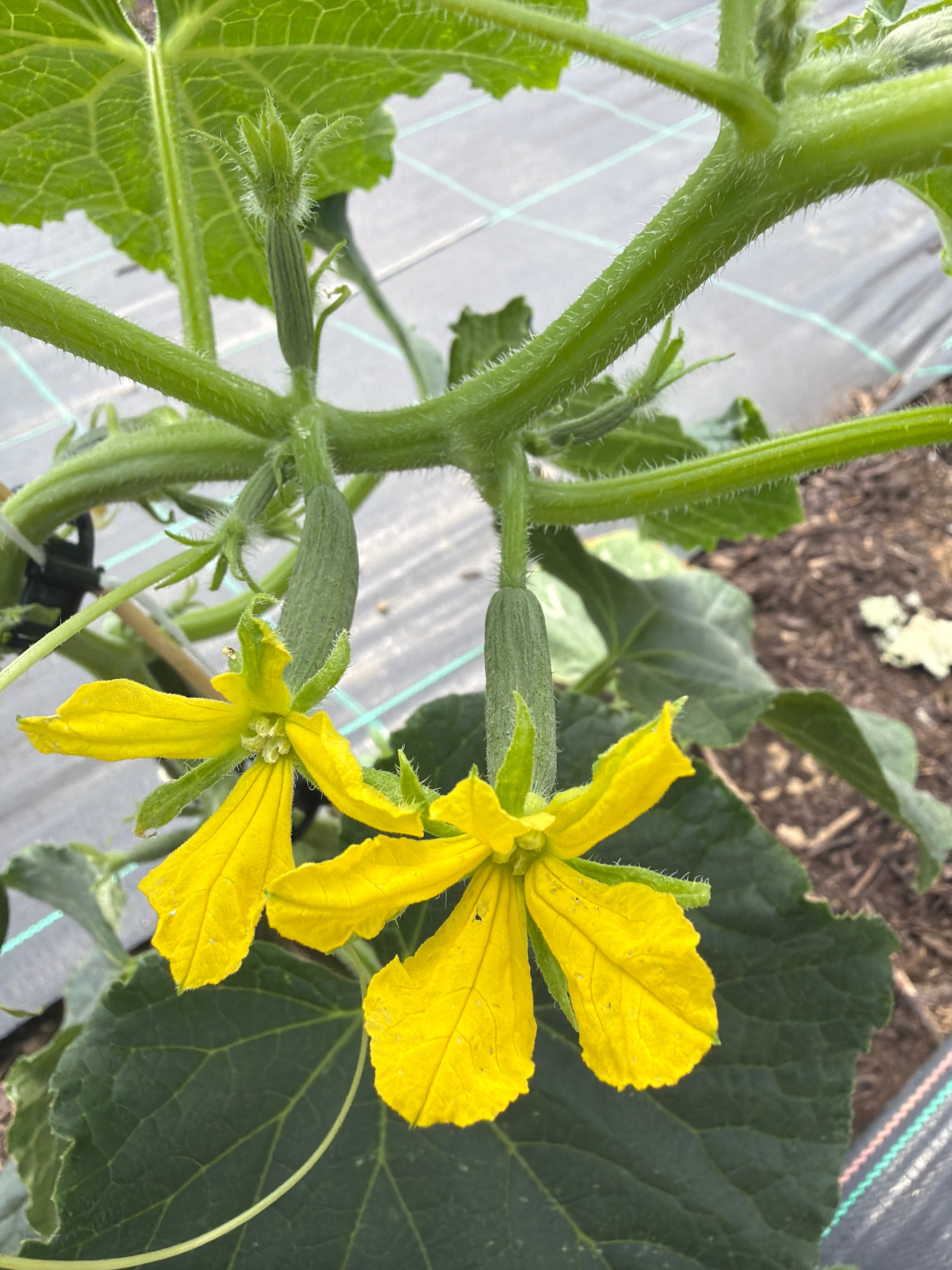 Cucumber flower & Baby Cucumber . Komkommerbloem + vrucht (20 stuks)