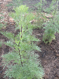 Southernwood (Citroenkruid)