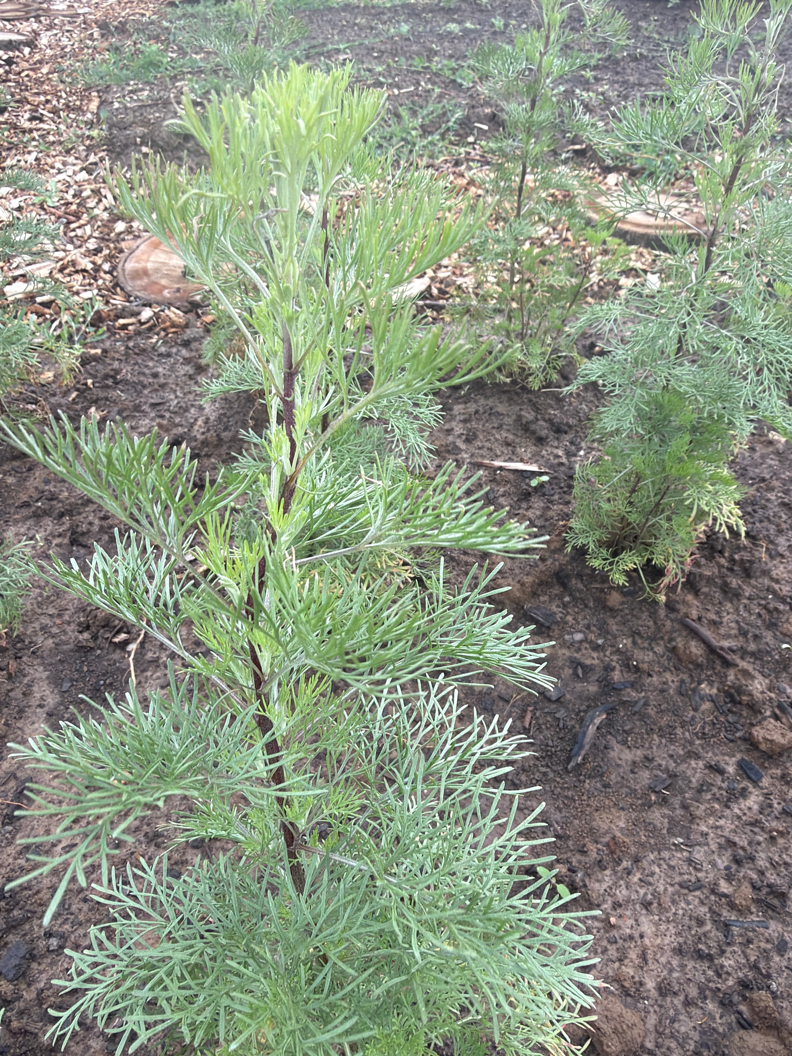 Southernwood (Citroenkruid)