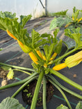 Baby zucchini with flower (Baby- Courgette met bloem)