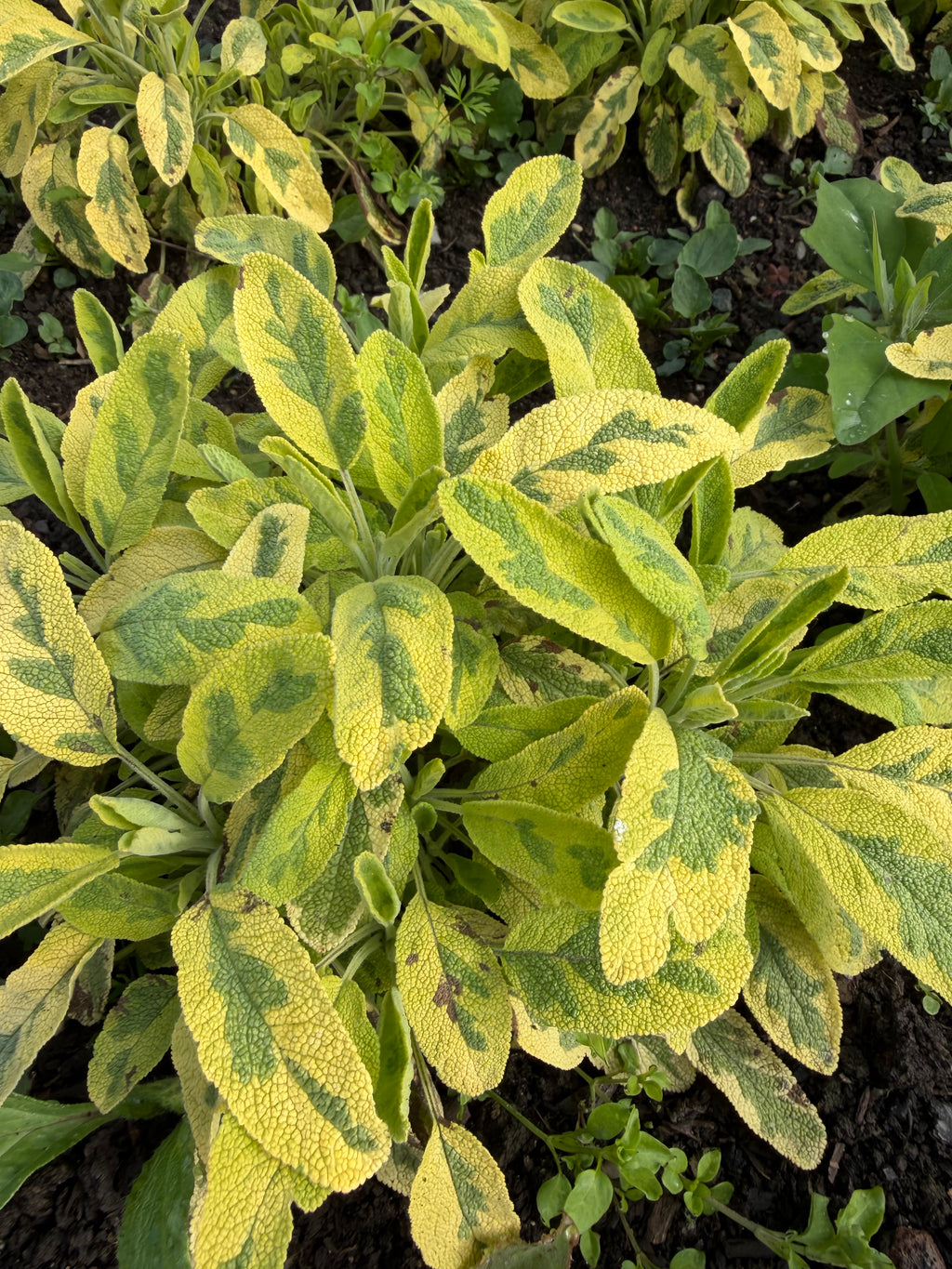 Sage (Salie)