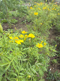 Tagetes tenuifolia ‘Lemon Gem’ (Citrusafrikaantje ‘lemon gem’)