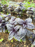 Basil Red (Basilicum rood)