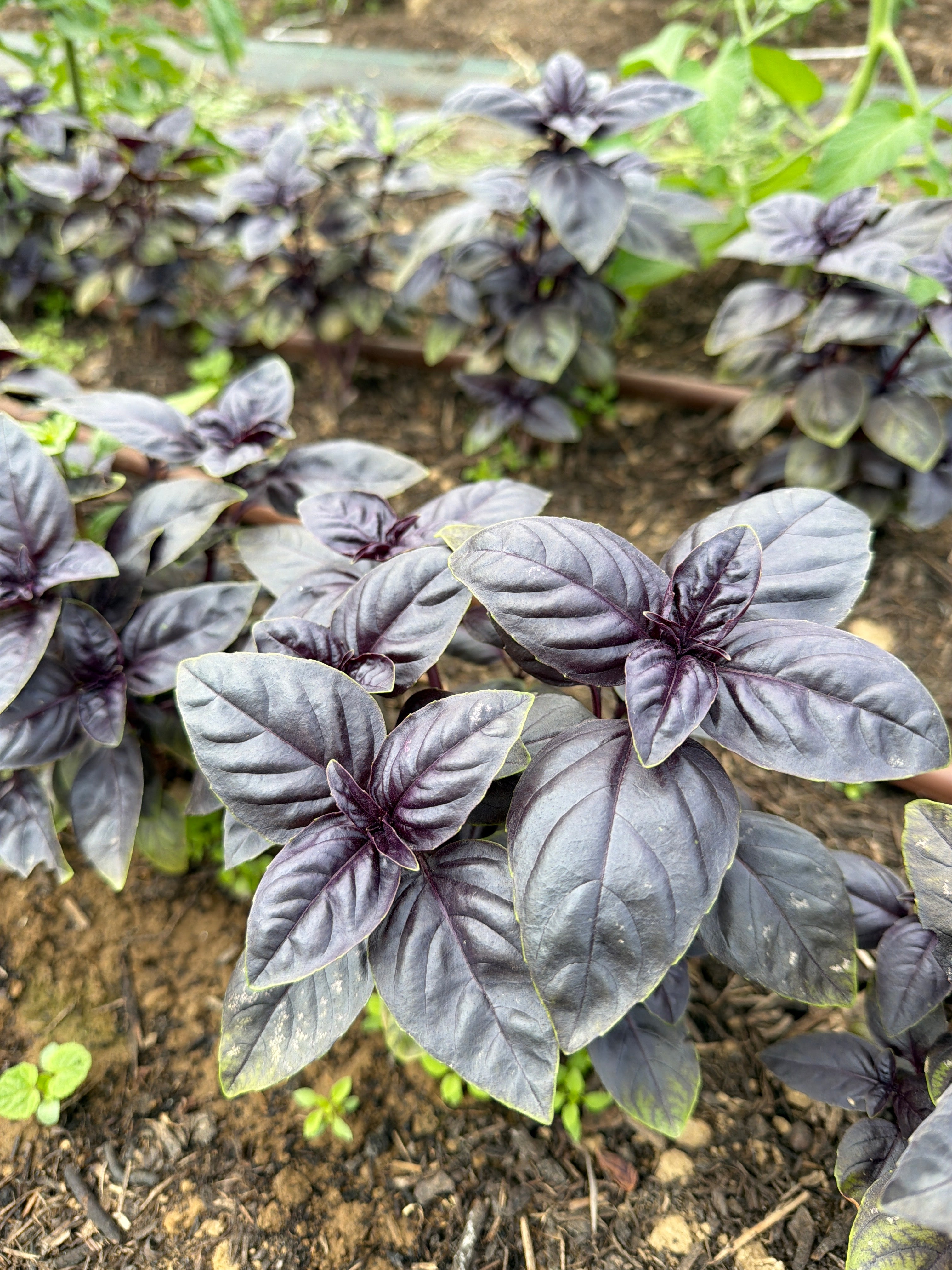 Basil Red (Basilicum rood)
