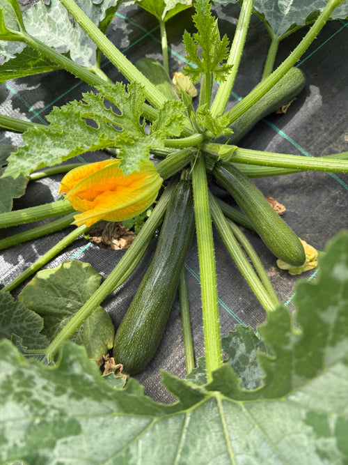 Baby Zucchini (Baby Courgette 7-10cm -10 stuks)