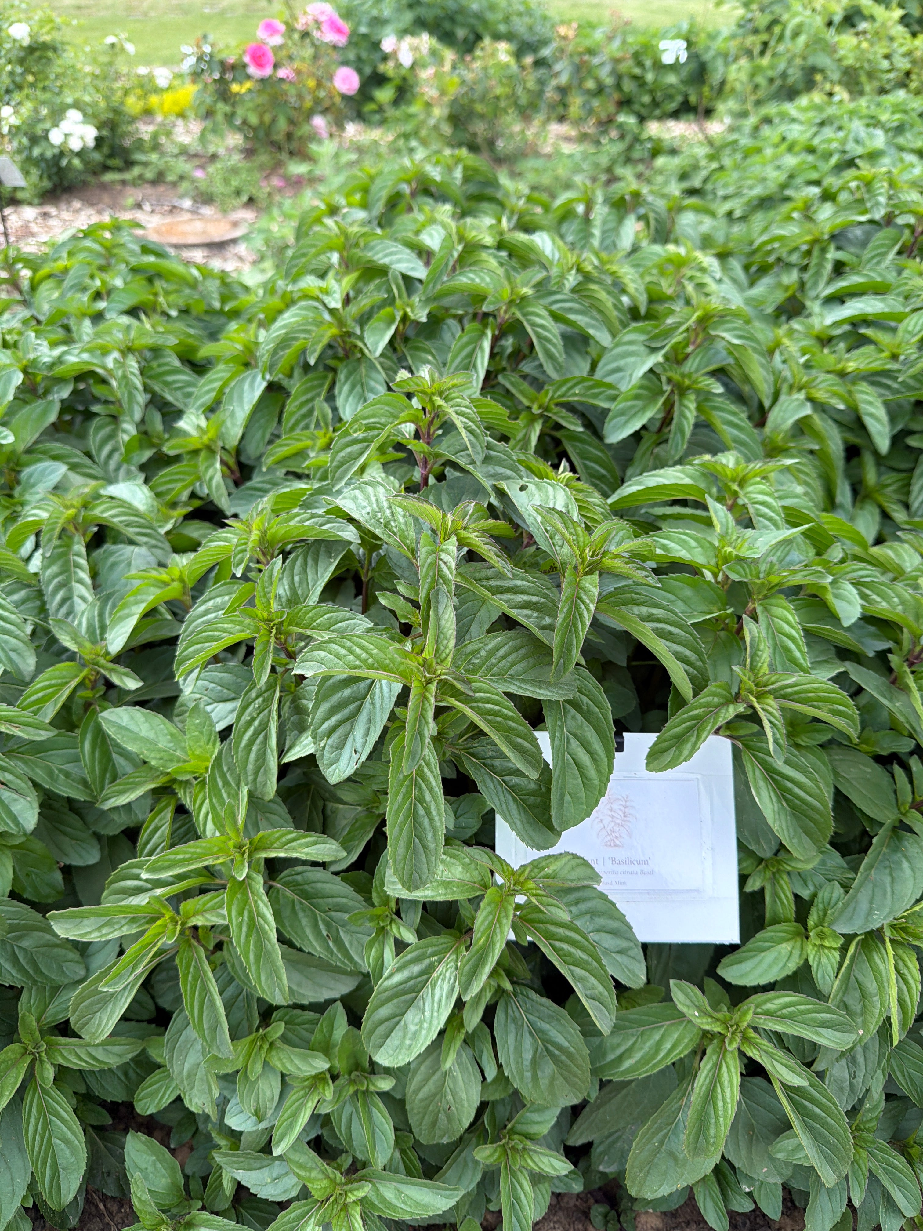 Mint “””Basilicum”””