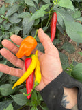 🌶️ 🌶️ Peper