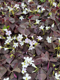 Lemon Clover red  (Klaverzuring rood)