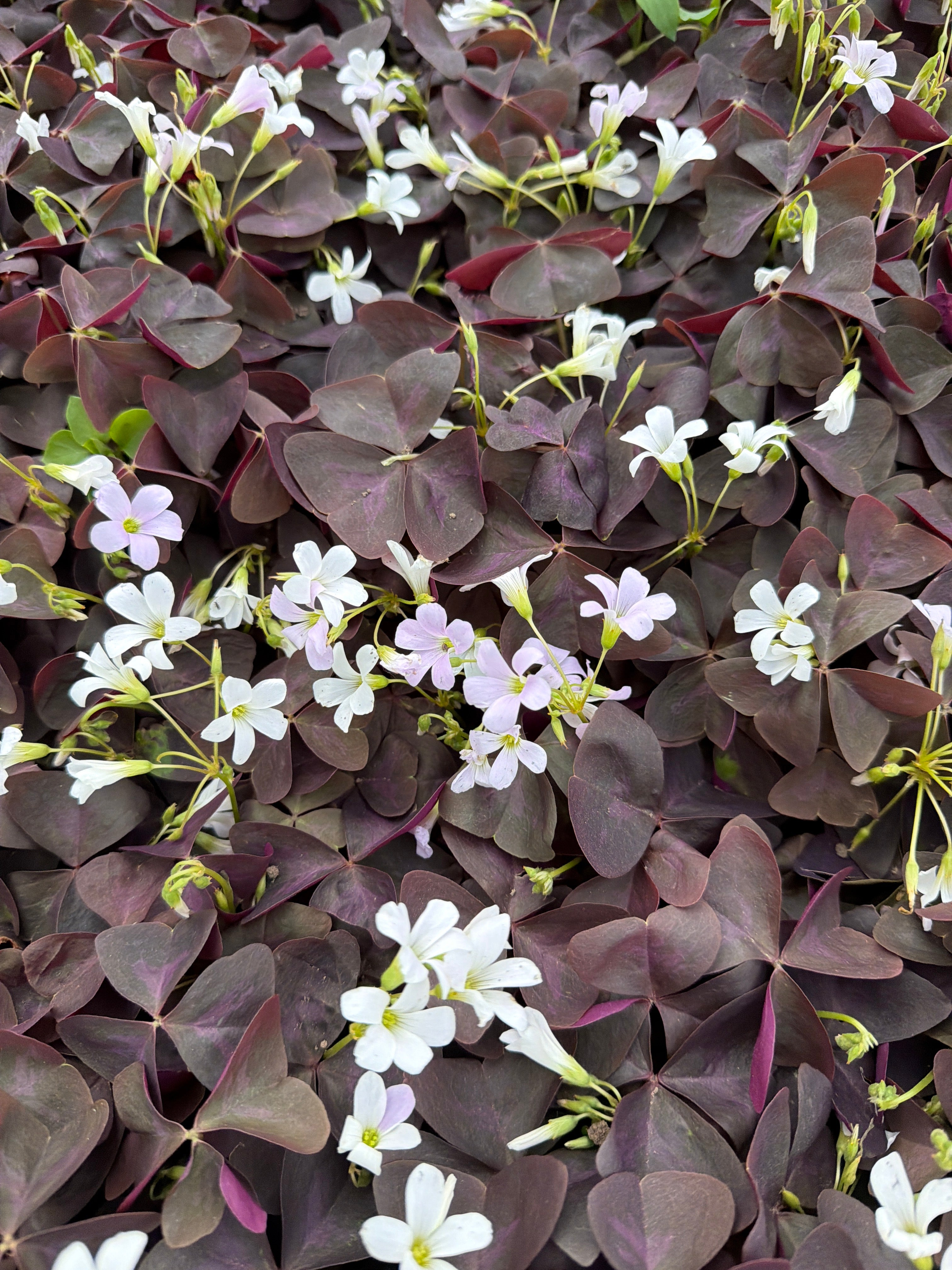Lemon Clover red  (Klaverzuring rood)